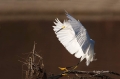 Snowy-Egret;Egret;Egretta-thula;Flight;Flying-bird;action;aloft;behavior;flight;
